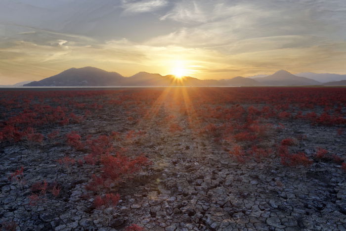 Photo of salt marsh plants at dawn