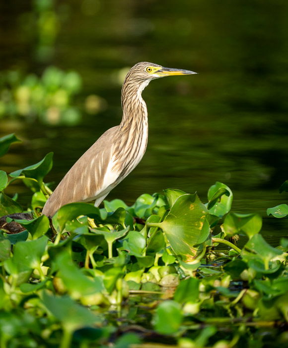 A young Yellow Bittern perched on foilage in southern India shot using a camera bean bag