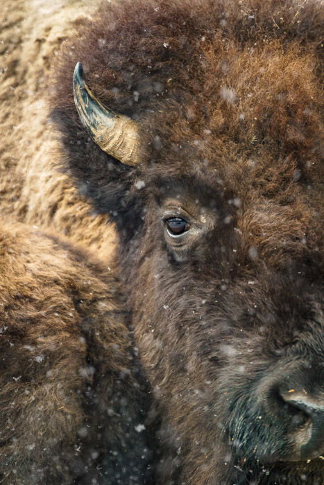 Close-up image of a bison shot using a camera bean bag