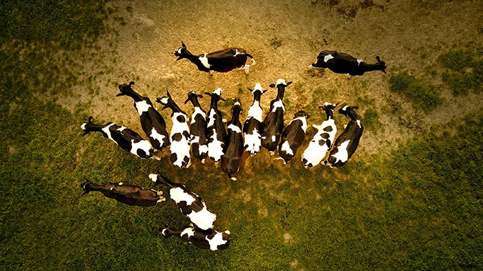 A drone photo of goats grouping up