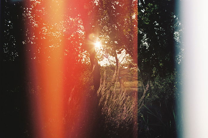 Photo of a forest with light leaks