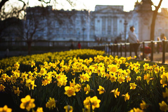 Photo of a park full of yellow flowers 