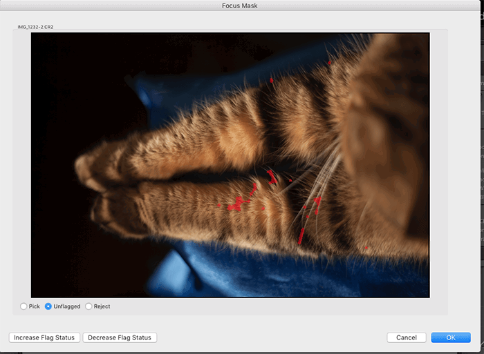 Close-up photo of the feet of a cat