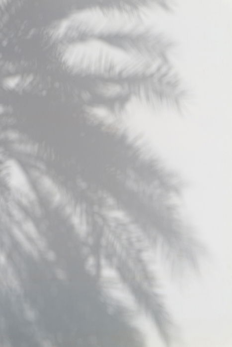 Blurry photo of the shadows of a palm tree