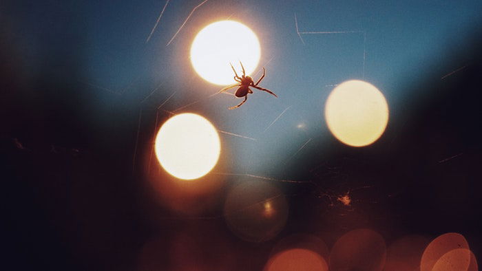 a spider making a web at night