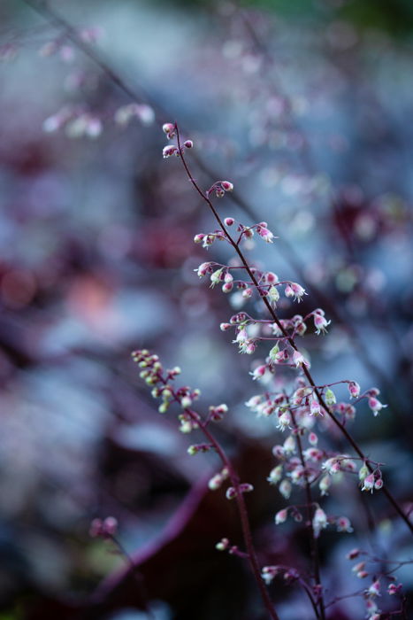 Photo of a branch with flowers in purple