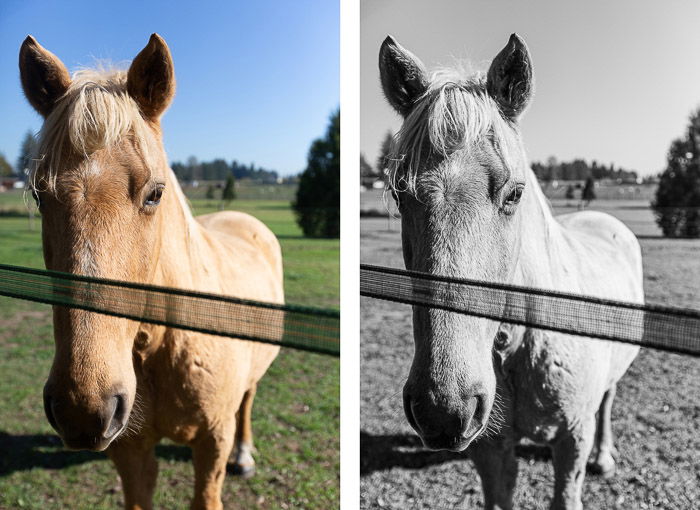 diptych portrait of a horse in a field, the second edited in a mid-contrast black and white editing style 