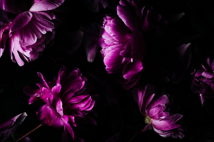 Photo of pink flowers in the dark