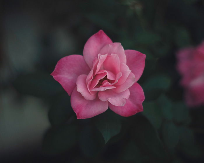 a close up of a pink flower