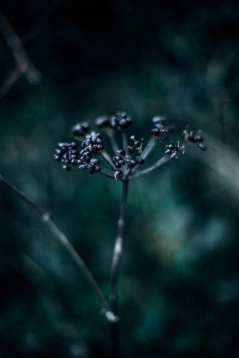 Macro photo of a plant with vignetting on the edges