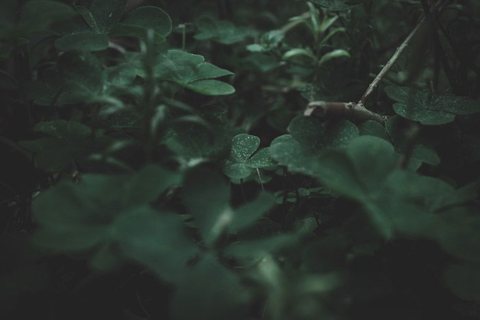 Macro photo of plants with lens vignetting