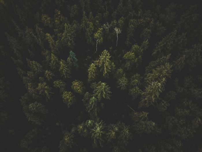 Photo of a forest from bird's eye view with photo vignetting in the corners