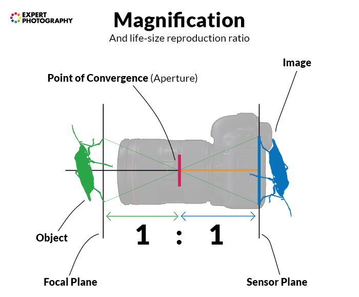 A diagram showing how magnification works in photography