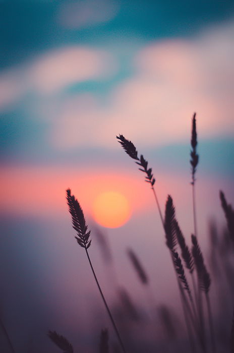 Plants with a blurred sunset in the background 