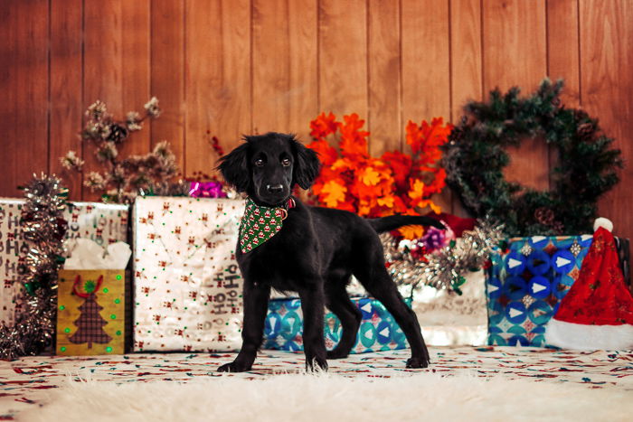 Photo of a dog in front of Christmas presents