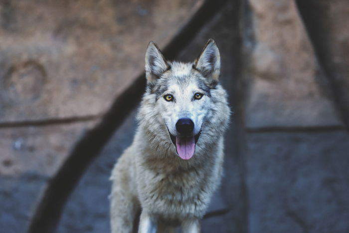 Portrait photo of a dog