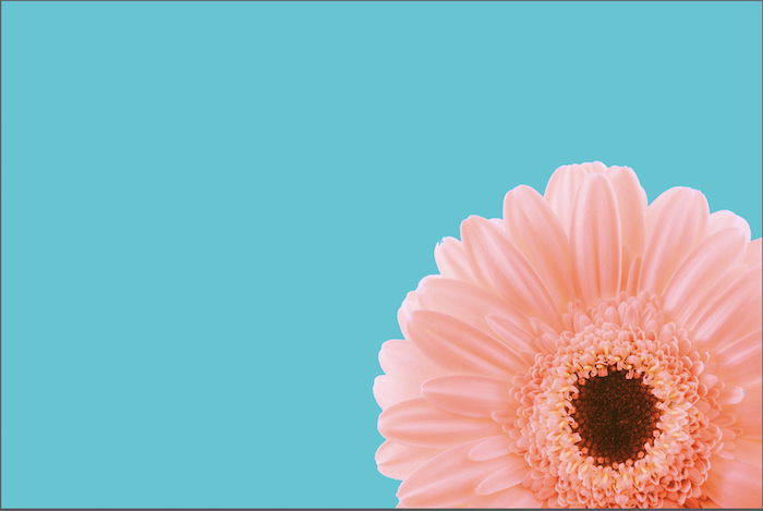 Photo of a pink flower with teal background