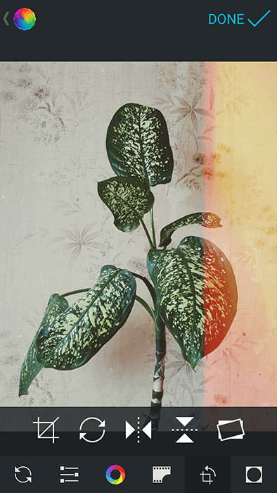 A screenshot of using Afterlight app to edit a photo of a house plant