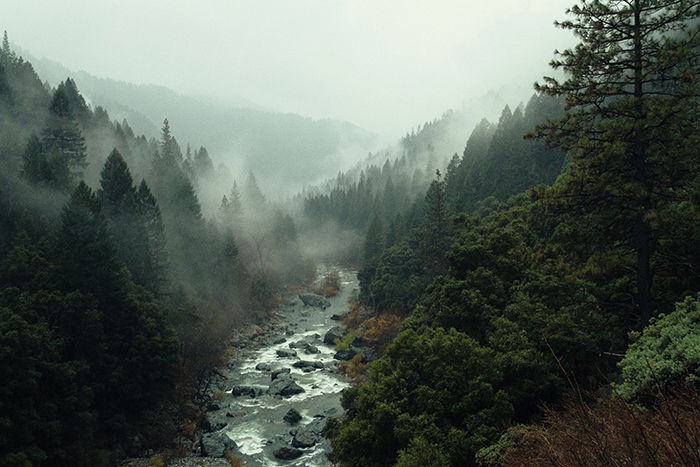 Moody landscape shot of a forest with a river 