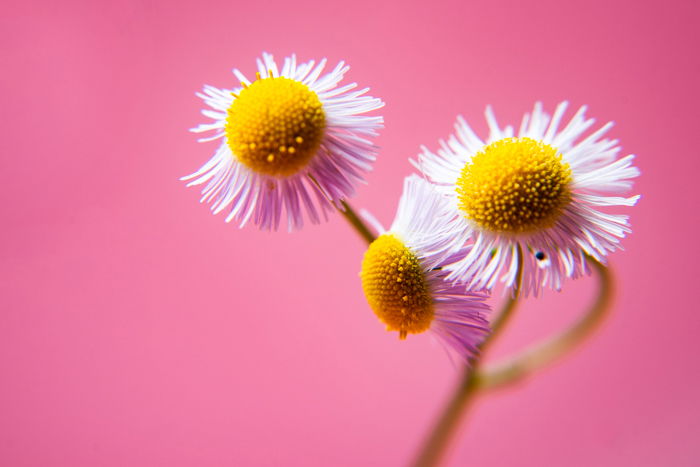 White and yellow flowers in front of a pink background