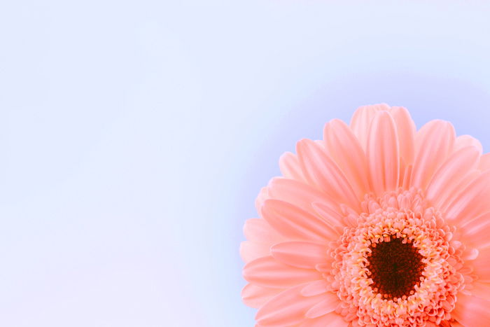 Close-up photo of a pink flower