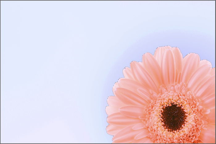 Photo of a pink flower