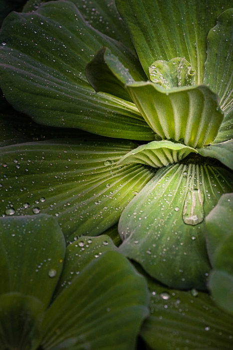 A close up of rain drops on leaves