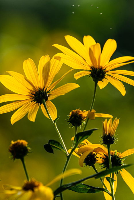 A close up of yellow flowers in a field