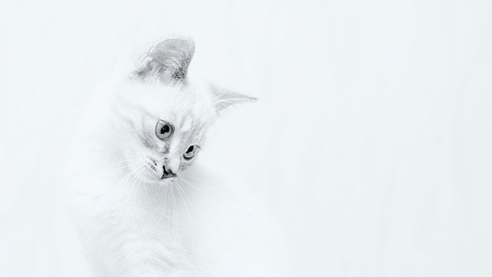 A porttrait of a white cat against white background