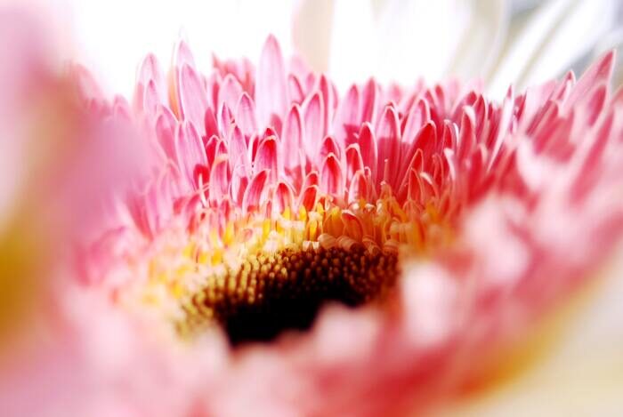 Macro photo of a pink flower