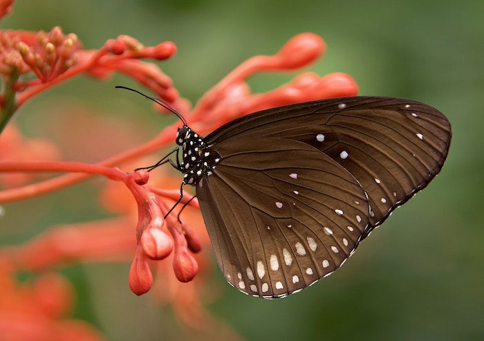 Macro photo of a brown butterfly resting on a flower