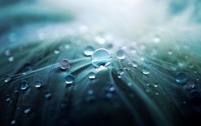 Macro photo of water drops on leaves