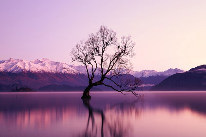 long-exposure image of a tree in a lake at evening time