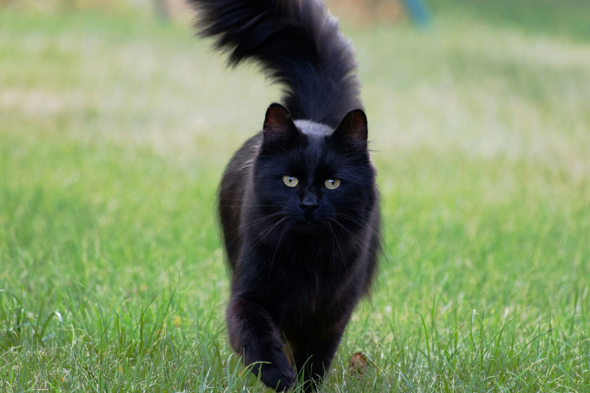 black cat walking in grass as an example of cat photography