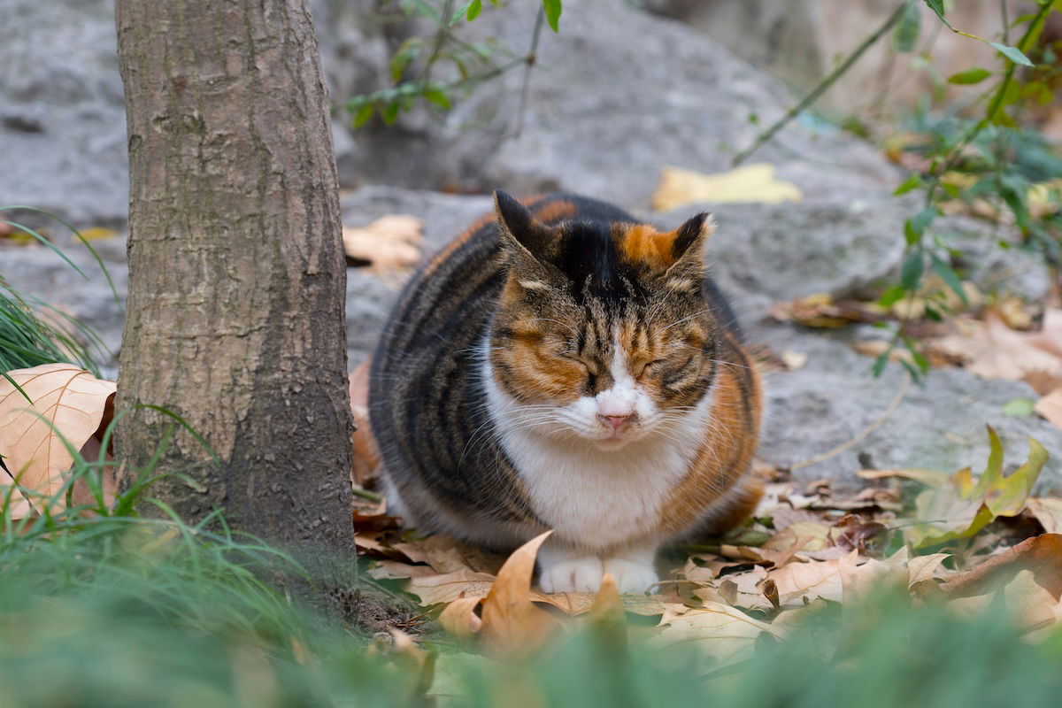 cat with eyes closed on sidewalk for cat photography