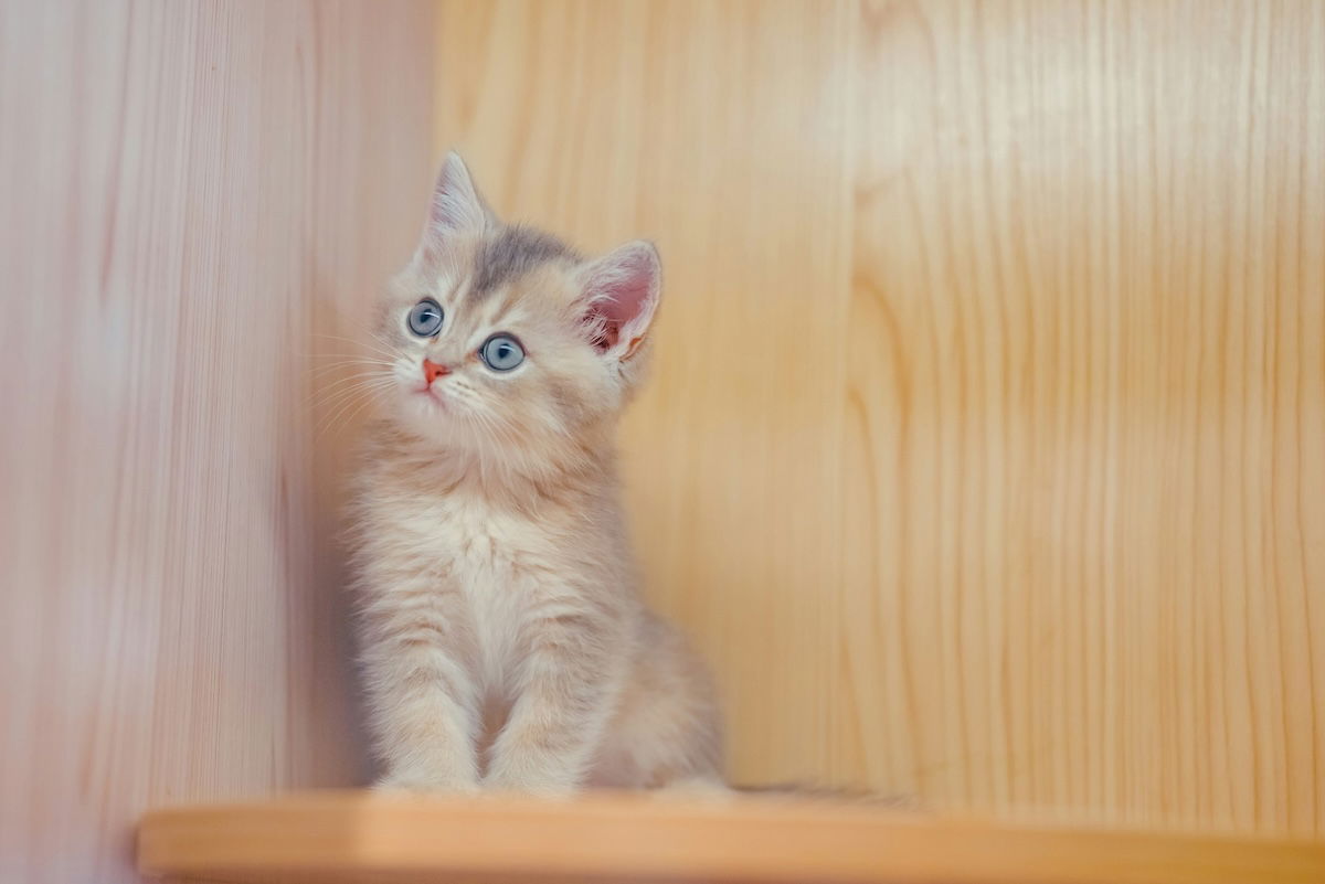 Kitten sitting up on a shelf for cat photography