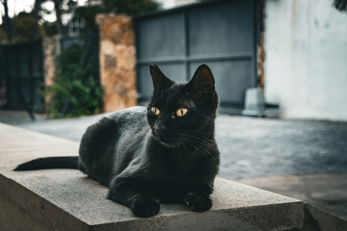 black cat sitting on pillar outside for cat photography