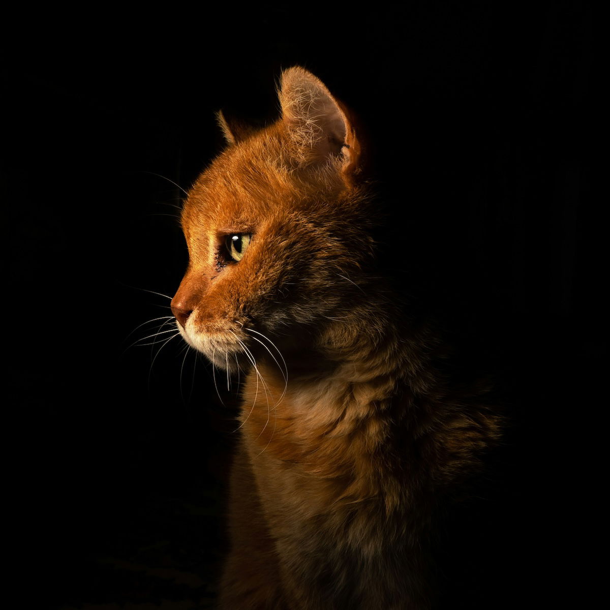 Portrait of a tabby against a black backdrop for cat photography