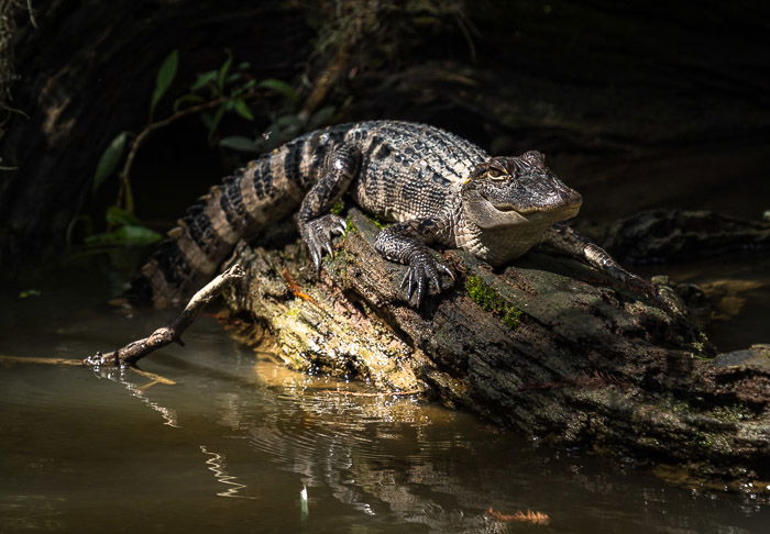 An alligator in the Louisiana swamps