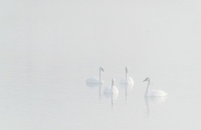 Ephemeral image of swans in a lake