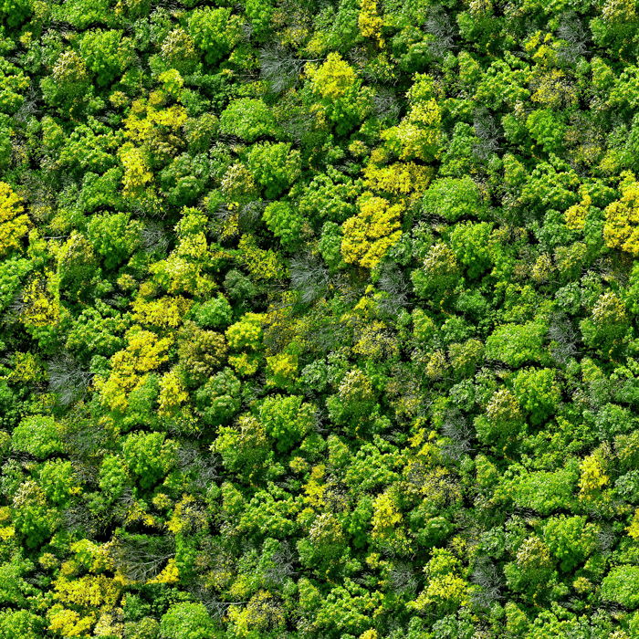 An aerial photography view of a dense forest 