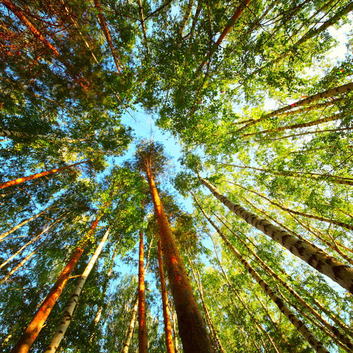 Low angle photography of trees