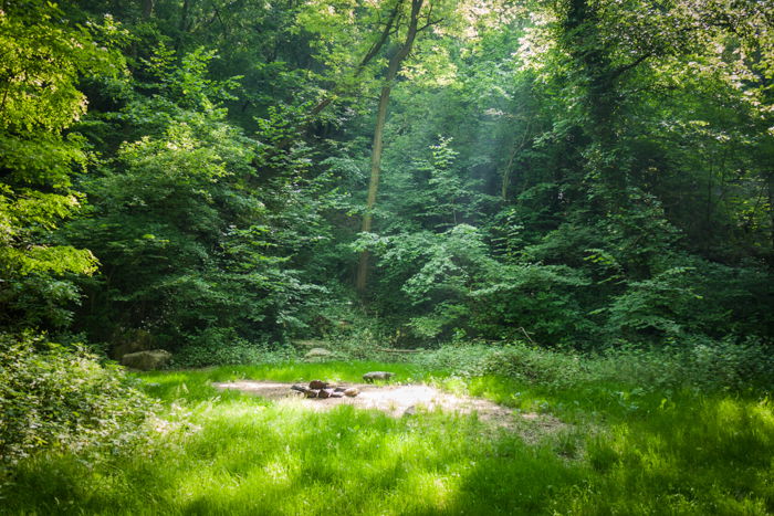 A forest scene shot midday, with strong light and nice shadows