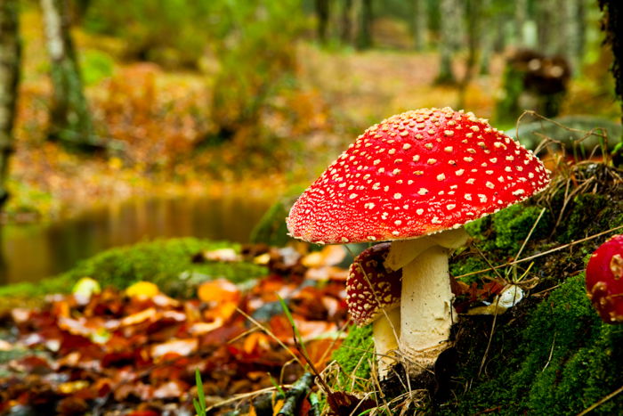 closeup of a fly-agaric in a forest