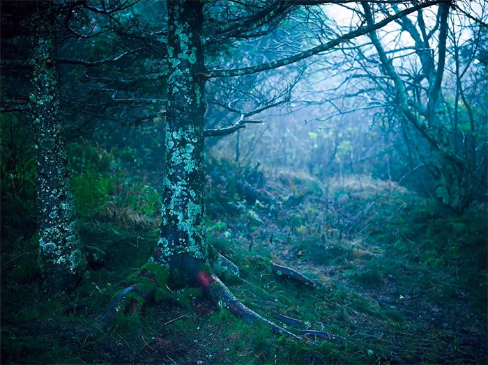 Atmospheric forest scene