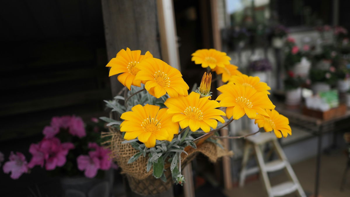 Yellow flowers as an example of indoor flower photography