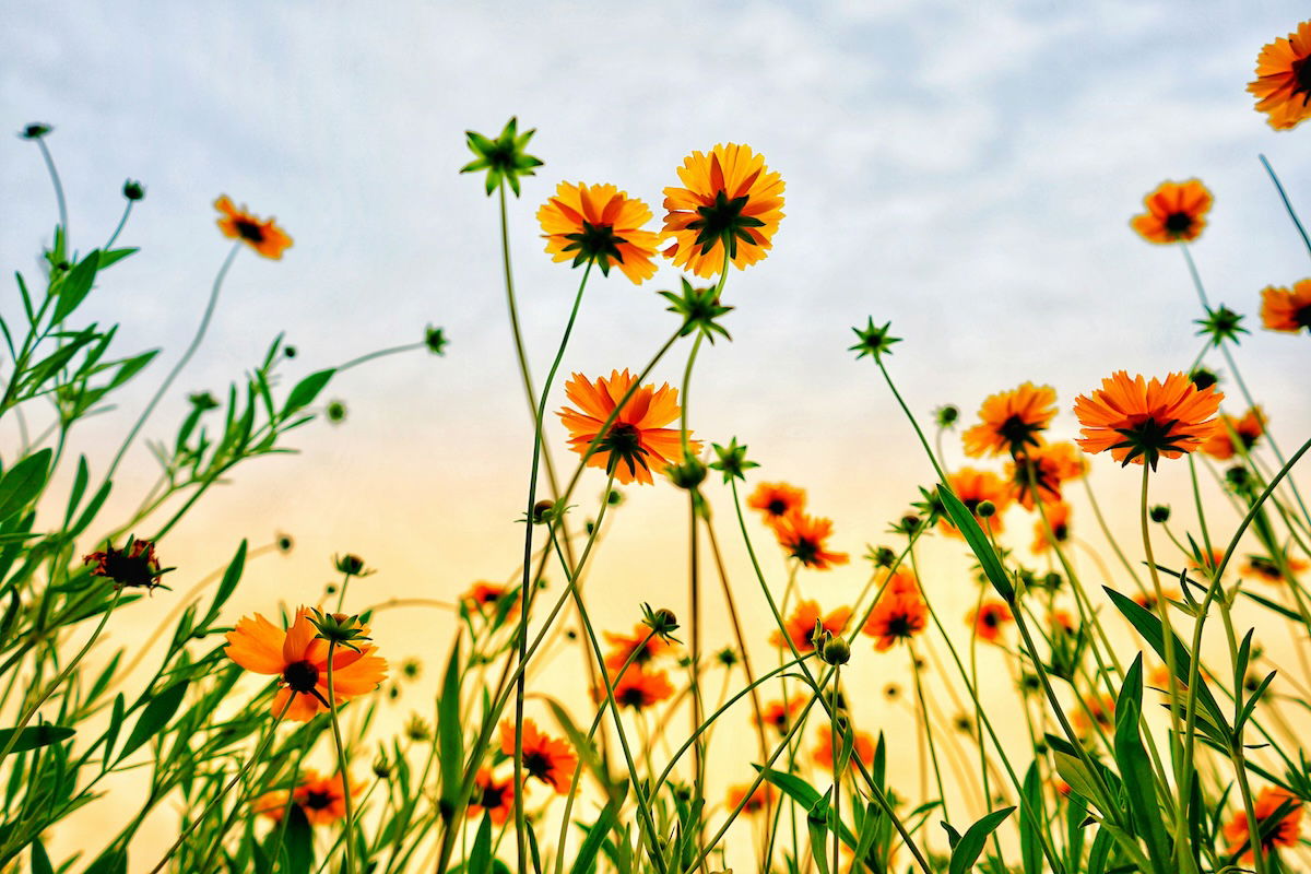 A low-angle shot of flowers with a dappled sunset sky behind them