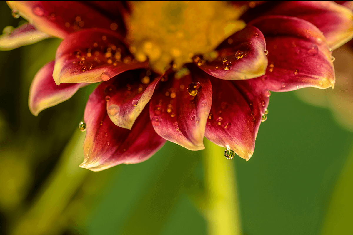 Close-up of water droplets as an added subject for flower photography