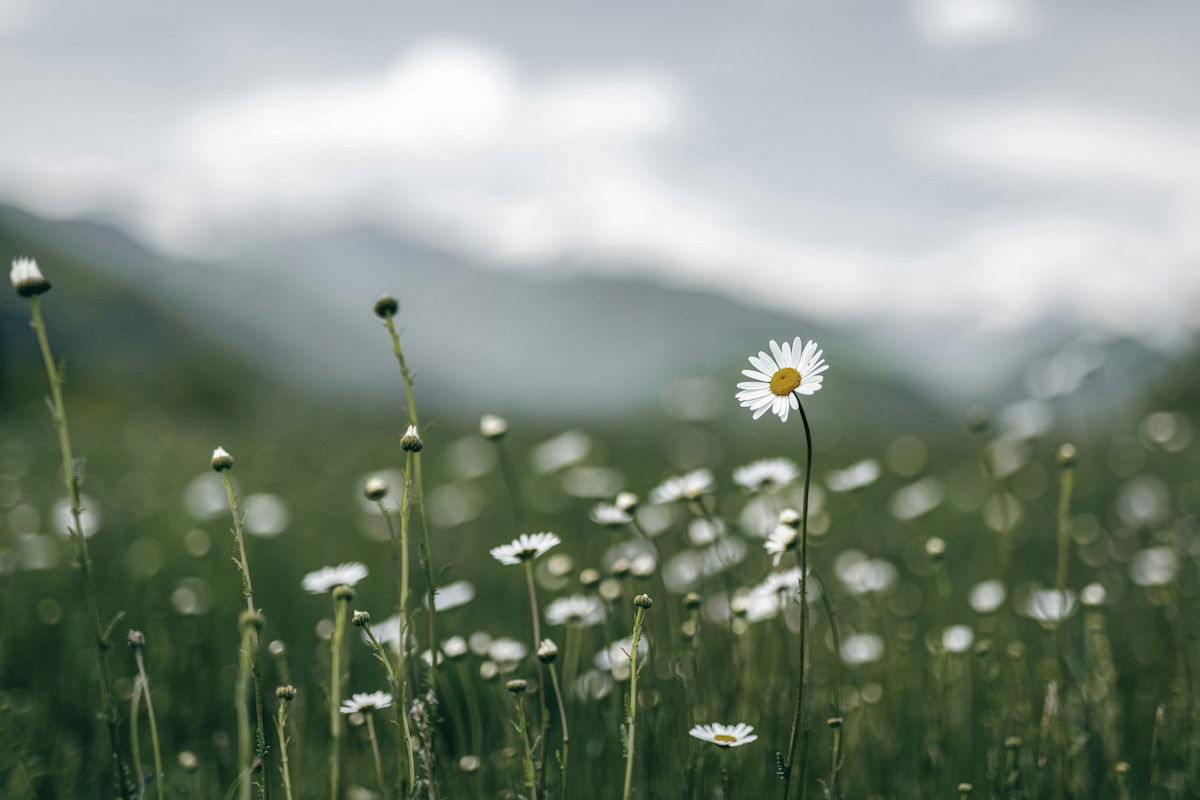 A white flower against a blurry landscape backdrop