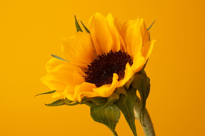 Sharp image of a sunflower